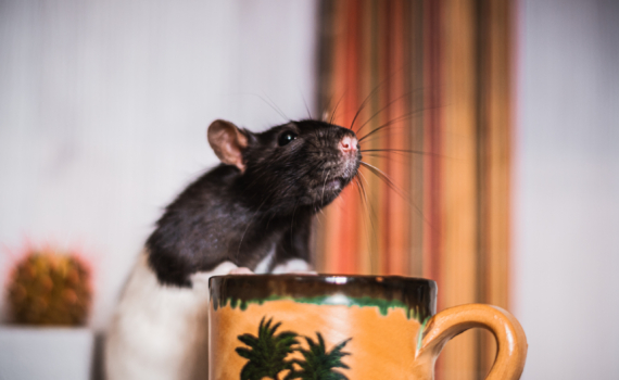 В ПМР трех человек отравили печеньем с крысиным ядом