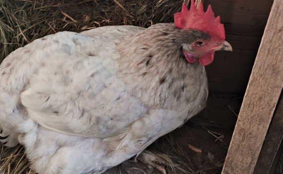 Осенний бум яиц: секреты максимальной продуктивности кур — всего 2 добавки Осенний бум яиц: секреты максимальной продуктивности кур — всего 2 добавки