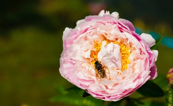 Посадите эти 9 растений — и пчелы будут прилетать к вам сотнями: список лучших медоносов Посадите эти 9 растений — и пчелы будут прилетать к вам сотнями: список лучших медоносов